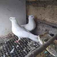 کبوتر تزیینی و زینتی فروش و معاوضه|پرنده|رشت, حومه رشت|دیوار
