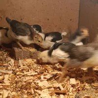 جوجه گلین|حیوانات مزرعه|خان ببین, |دیوار