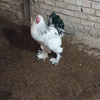 خروس برهما اصل