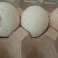 تخم بوقلمون نژادی