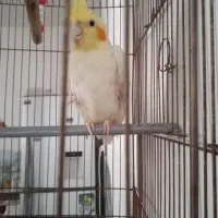 عروس هلندی نر|پرنده|زاهدان, |دیوار