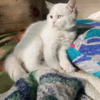 گربه لوس ماده اسکاتیش چشم دو رنگ|گربه|طرقبه, |دیوار