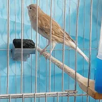 قناری نروماده|پرنده|مرودشت, مختارآباد|دیوار