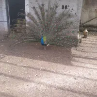 طاووس بالغ|پرنده|کلاچای, |دیوار