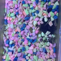 فروش آکواریوم ماهی|ماهی|رشت, معلم|دیوار