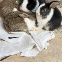 فروش بچهخرگوشهای ناز و سالم