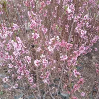 نهال گردوزیتون یاس مرکبات درخت نهالستان تولیدی|خدمات باغبانی و درختکاری|کاشان, فاز ۱ ناجی آباد|دیوار