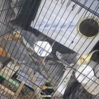 فروش ۴ عروس هلندی