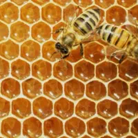 عسل طبیعی گون،انگبین،زول،چندگیاه دارویی با ضمانت|خوردنی و آشامیدنی|شاهینشهر, شهرک میلاد|دیوار