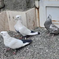 کبوتر دم سیاه شاهلنگی|پرنده|قم, تعویض پلاک|دیوار