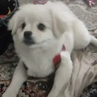 فروش توله ۷ ماهه پامرین پیکینز بسیار زیبا|سگ|تهران, ایوانک|دیوار