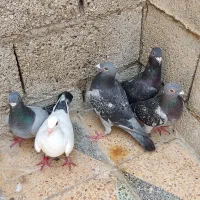 کبوترخارجی و سرخ و طوقی قیمت مناسب فروش فوری