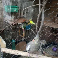 عروس هلندی قفس