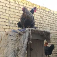 مرغ و خروس|حیوانات مزرعه|گناباد, |دیوار