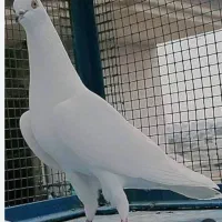 کبوتر یه تیغ سفید