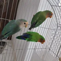 طوطی بزریلی