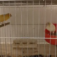 فروش دوجفت قناری دم تخم اماده