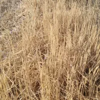 زمین کشاورزی اجاره داده میشود جراحی منطقه ماهشهر