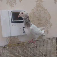 کفترا ماده همه|پرنده|نیشابور, شهرکهنه|دیوار