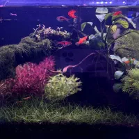 آکواریوم پلنت نانو|ماهی|لاهیجان, لیالستان|دیوار