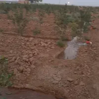 باغ پسته 5 هزار متری واقع در دولت آباد سروستان|فروش زمین و ملک کلنگی|سروستان, |دیوار