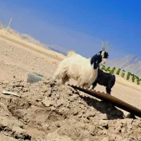 سه عدد کهره دوبوری|حیوانات مزرعه|دوگنبدان, |دیوار