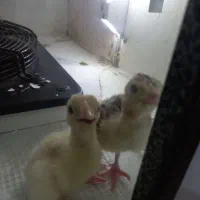 جوجه بوقلمون|حیوانات مزرعه|مشهد, رده|دیوار