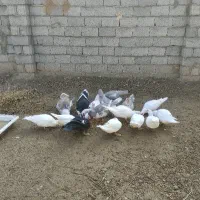 اردک اسرائیلی کمیاب طوسی16تایکجانروماده|حیوانات مزرعه|صوفیان, |دیوار