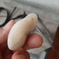 سنگ قیمتی|کلکسیون اشیاء عتیقه|لشت نشا, |دیوار