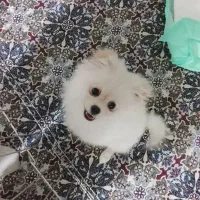 سگ پامر اصلی نر