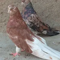 سرور