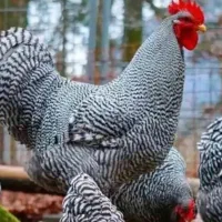 تخم مرغ نژاد آمروک اصیل آمریکایی وارداتی|حیوانات مزرعه|اردبیل, |دیوار