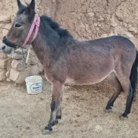 قاطرسرحال وکاری