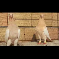 نرو ماده سینه بور عتیقه