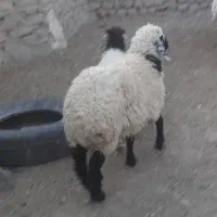 سلام دوتا بره ماده ودوتا بزه ویک بزغاله نره سفید