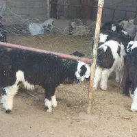 ۲۰ عدد بره