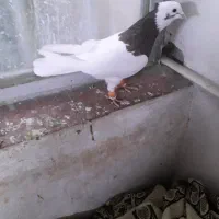 کبوتر|پرنده|شیراز, کوشک میدان|دیوار