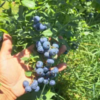 نهال بلوبری سایز بزرگ|گل و گیاه طبیعی|رشت, بوسار|دیوار