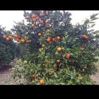 هزارمتر زمین ۲۰۰ متر اول تو بافت میباشدزمین دو بر