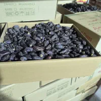 خرمای امسالی