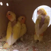 طوطی برزیلی جفت نرماده|پرنده|چهارباغ, |دیوار