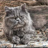 پرشین