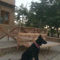 ژرمن بلک ورک|سگ|مشهد, صیاد شیرازی|دیوار