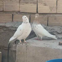 کبوتر کلافه