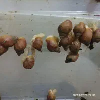 حلزون سوپرمولد تخم گذار ، باکس و خاویار تازه|خزنده|مشهد, شهرآرا|دیوار