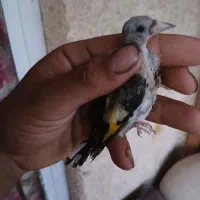 جوجه سهره نره بشرط|پرنده|شاهین‌شهر, طالقانی|دیوار