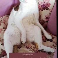 واگذاری