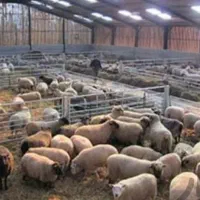 قیمت خیلی مناسب سبک سنگین