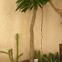 نخل ماداگاسگار|گل و گیاه طبیعی|شیراز, گود عربان|دیوار