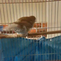 قناری نر و ماده|پرنده|تهران, هاشمی|دیوار